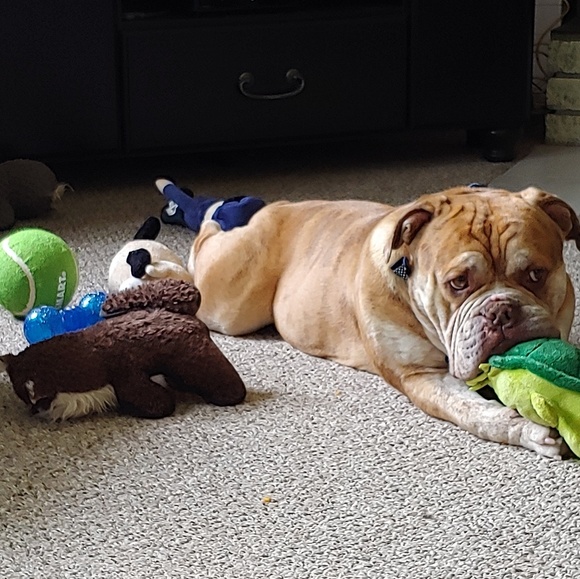 Meet your Posher, Sylvie - Picture 1 of 1